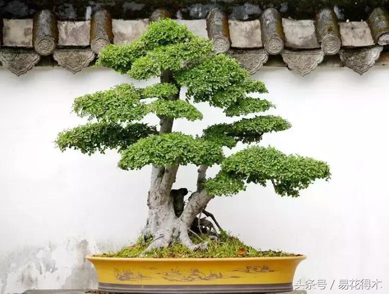 榕树落叶的原因及解决方法,榕树盆景怎样过冬不落叶