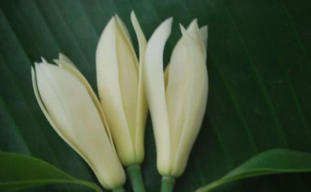 盆栽白兰花的养殖方法,盆栽白兰花怎么养详细介绍