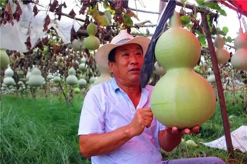 种葫芦一亩能卖多少钱,种植葫芦一个能卖多少钱