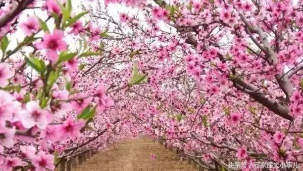 河北石家庄很厉害吗,厉害了河北石家庄真要崛起吗