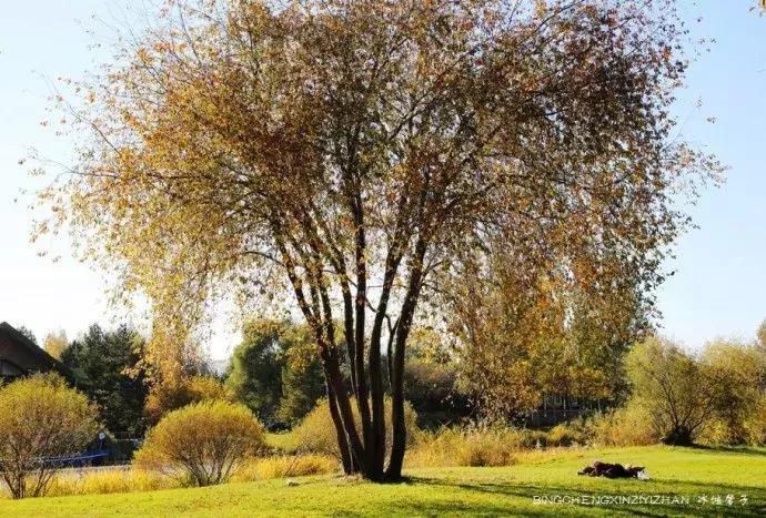 哈尔滨隐藏的景点伏尔加庄园,哈尔滨国庆节去哪里