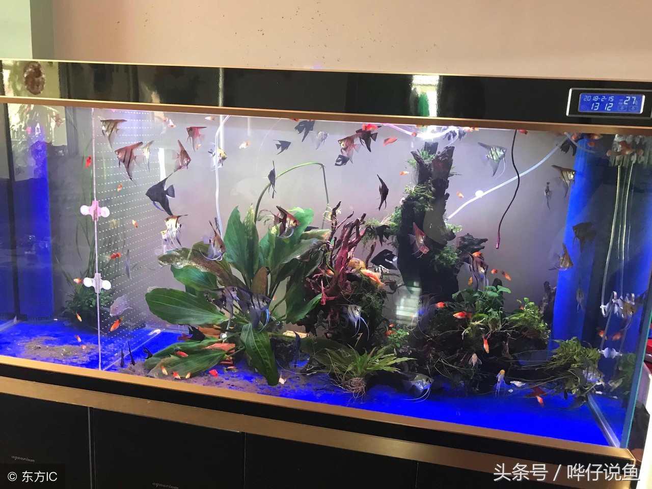 养观赏鱼的步骤和注意事项和技术,养观赏鱼的基本方法和技巧