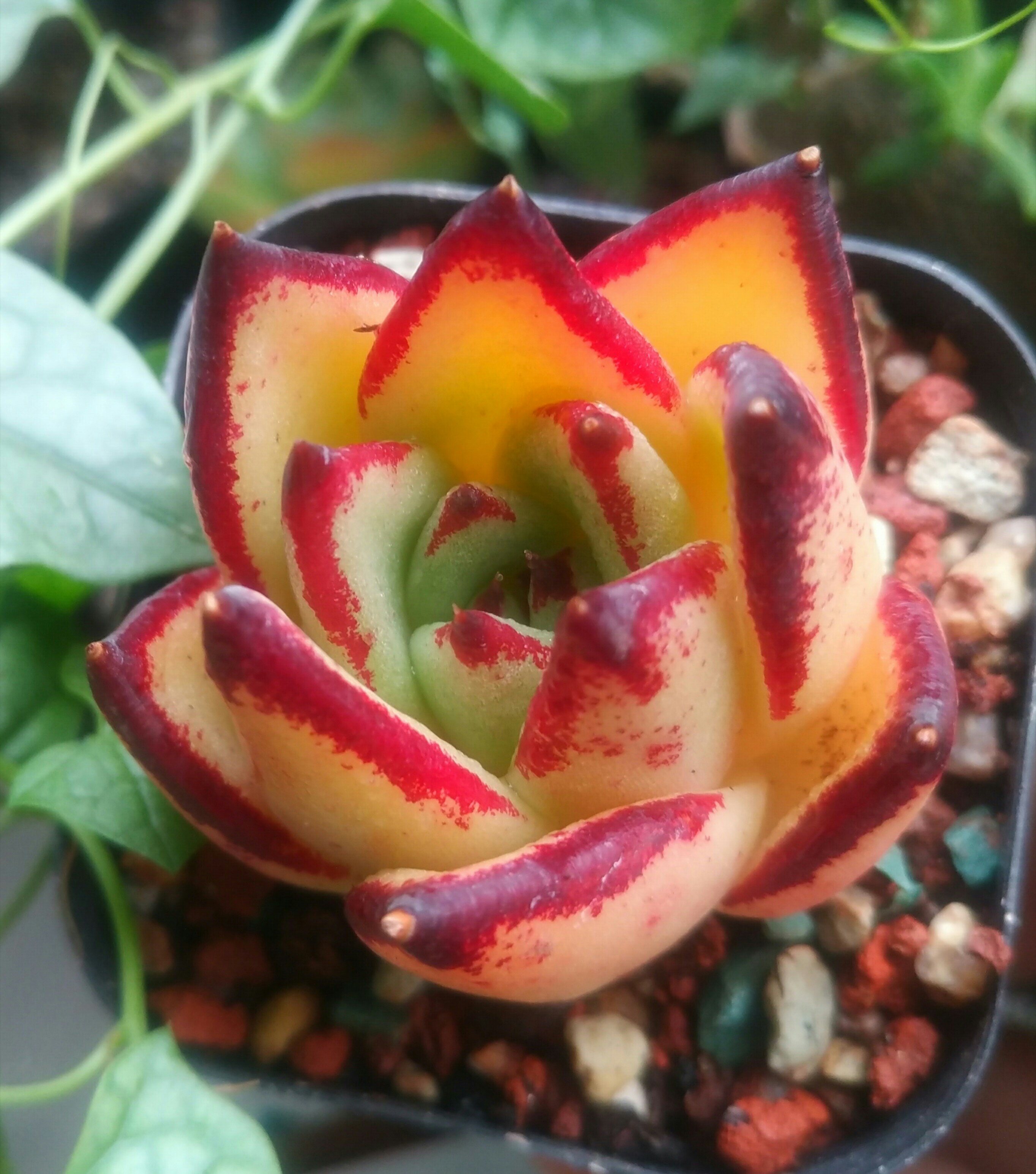 慢生活轻小说免费阅读,慢生活轻小说全集