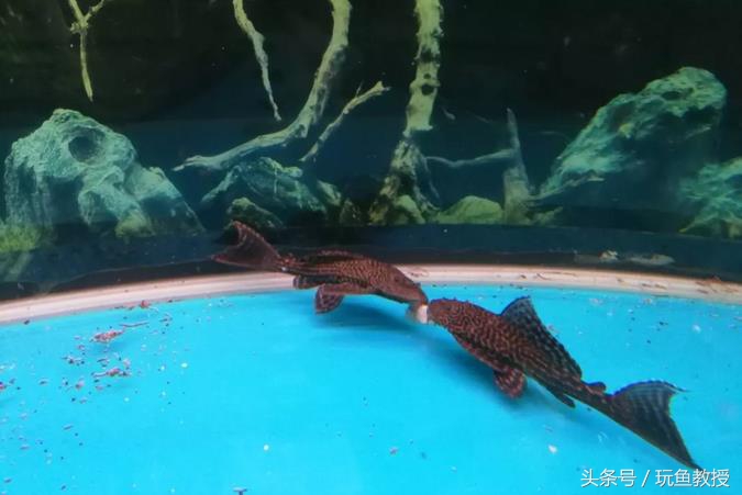 三种鱼能混养的原因有哪些,为什么不能与四种鱼混养