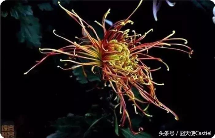 精美菊花100幅,100幅菊花国画简单