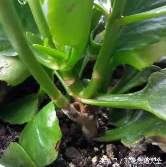 蟹爪兰长得好好的就断了怎么回事,蟹爪兰花蔫了怎么补救