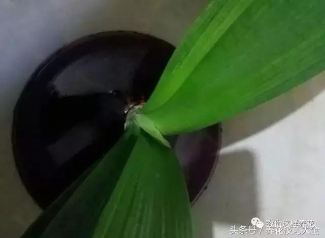 蟹爪兰长得好好的就断了怎么回事,蟹爪兰花蔫了怎么补救