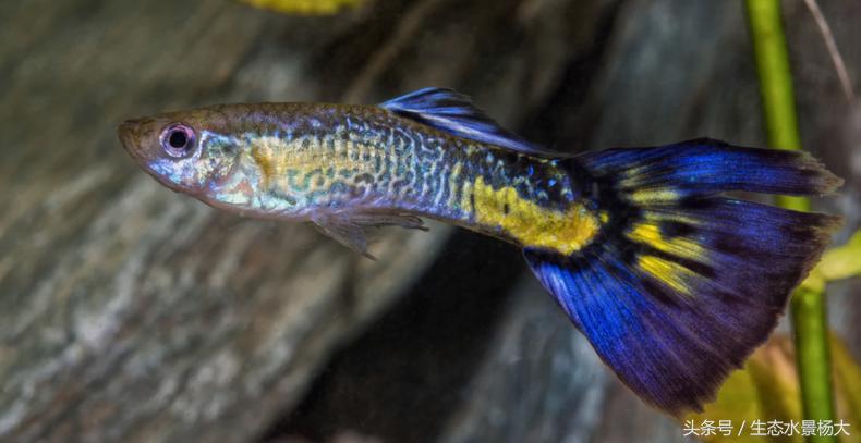 观赏鱼种类作用,什么观赏鱼寓意好