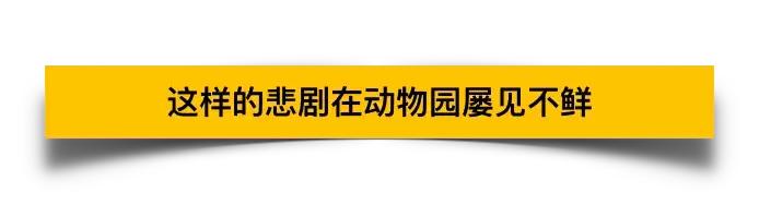 卑劣的街头喂河马,塑料袋放进河马嘴里