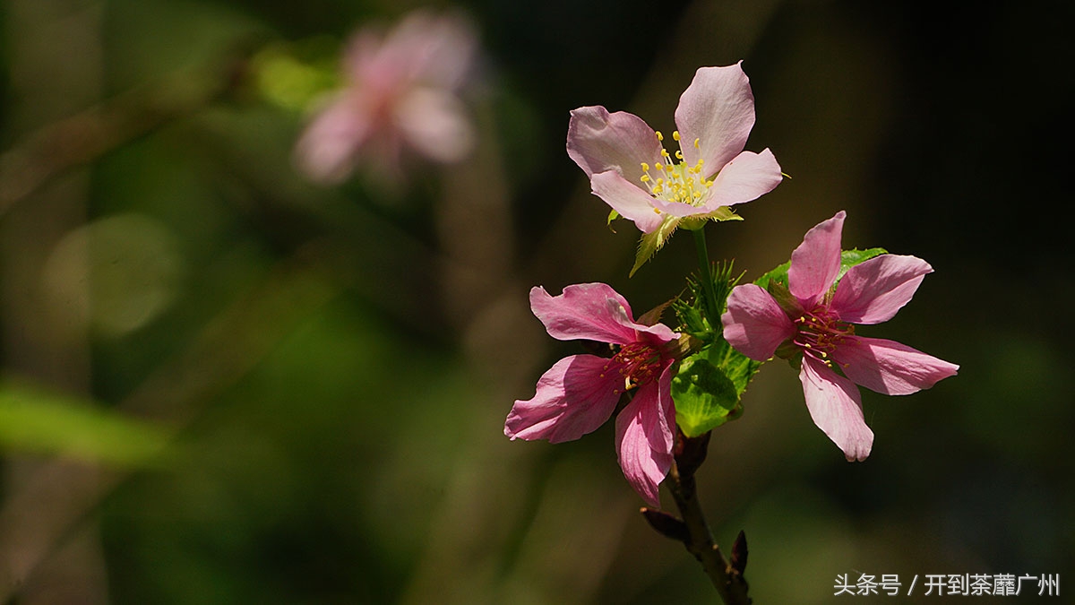 白云山樱花开了吗,白云山樱花盛开