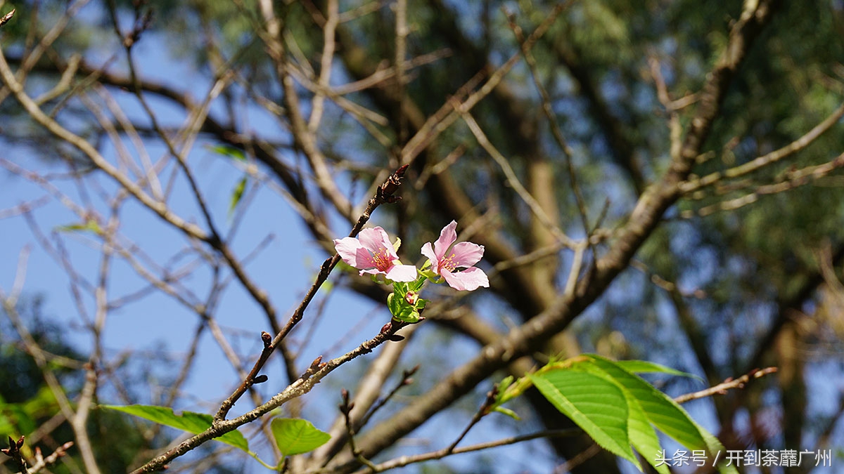 白云山樱花开了吗,白云山樱花盛开