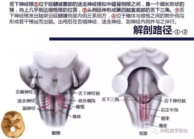 舌下神经和舌咽神经的解剖图,颊神经舌神经解剖图
