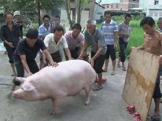 后备猪人工深部授精,人工辅助授精方法