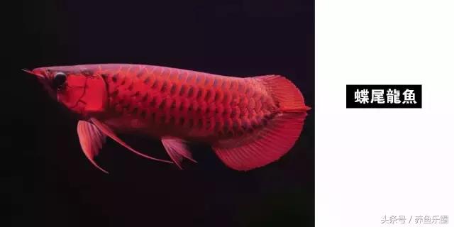 龙鱼的几个品种介绍图,各个品种的龙鱼图片
