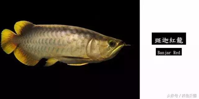 龙鱼的几个品种介绍图,各个品种的龙鱼图片