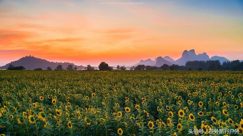 不去普罗旺斯和柬埔寨,千元飞到泰国看最美向日葵田和高棉遗址