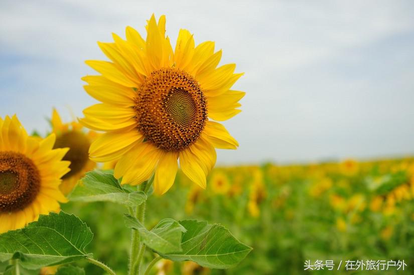 不去普罗旺斯和柬埔寨,千元飞到泰国看最美向日葵田和高棉遗址