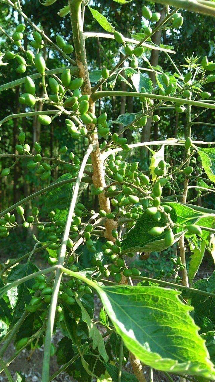 中药材鸦胆子药用价值,中药材鸦胆子的作用与功效
