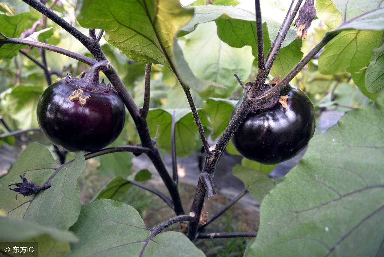 春夏之际种蔬菜怎么防止病虫害,防治蔬菜病虫害最有效的方法