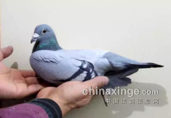 各品系赛鸽的头型特点,凸背鸽