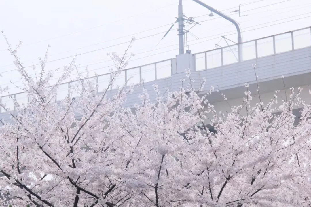 上海地铁3号线沿线美食,上海美食小吃一条街必打卡
