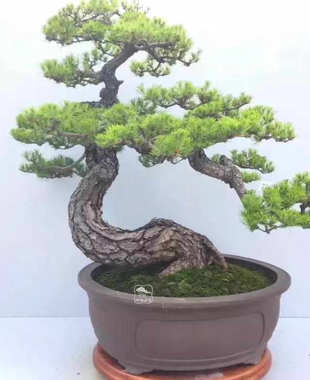 百看不厌的盆景欣赏,盆景欣赏难得一见的绝美盆景艺术