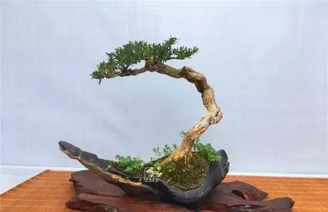 百看不厌的盆景欣赏,盆景欣赏难得一见的绝美盆景艺术