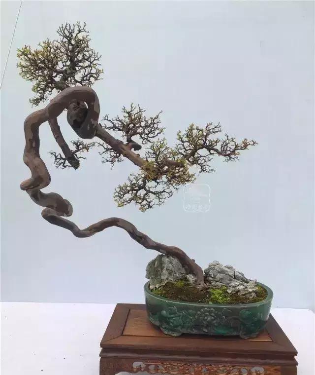 百看不厌的盆景欣赏,盆景欣赏难得一见的绝美盆景艺术