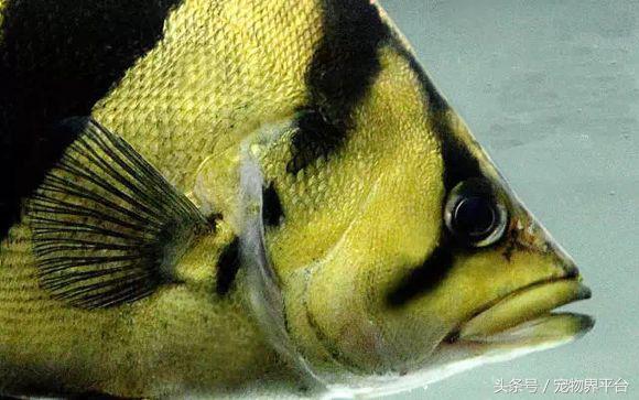 爬虎鱼种类,鰕虎鱼的种类