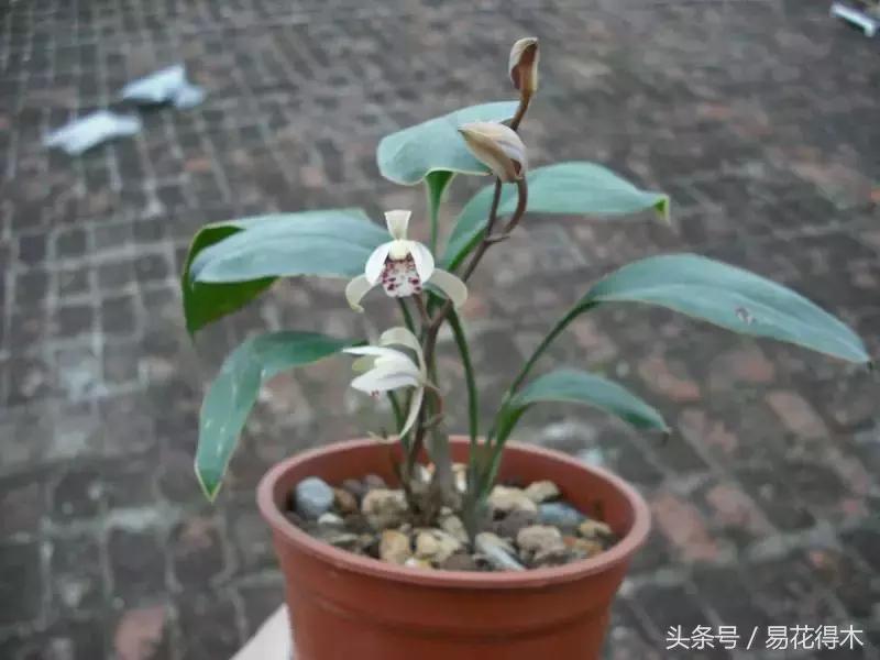 兔耳兰野生兰花什么时候开花,文山州兔耳兰展上的精品兰花