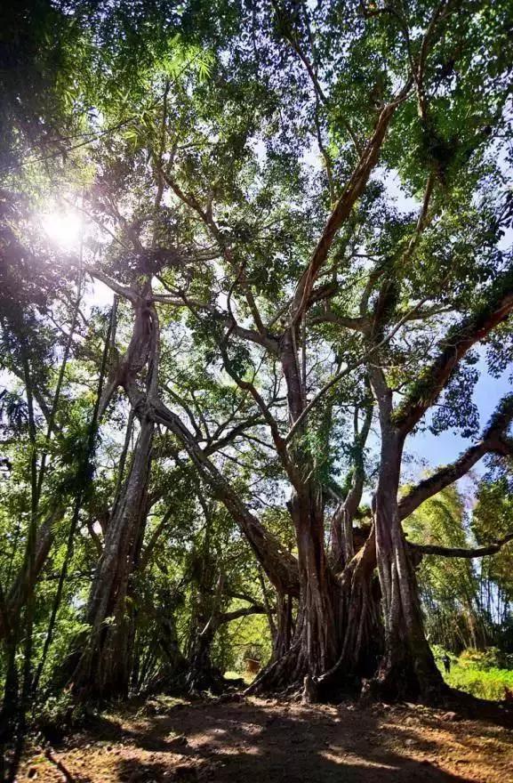 中国最后一个原始部落的真实生活,遗憾中国仅存的原始部落