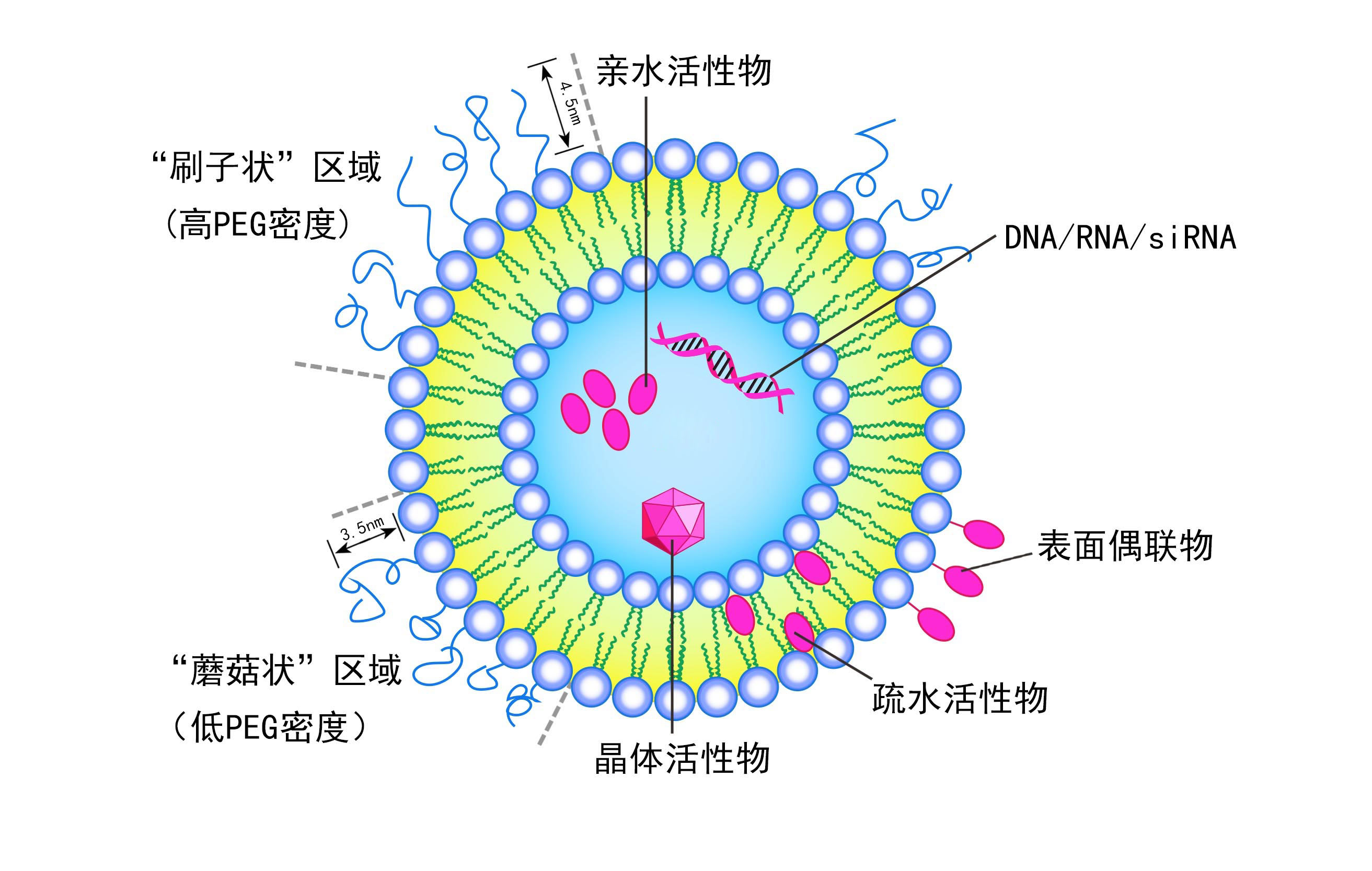 脂质体有哪些特殊应用,脂质体技术在护肤品中的应用