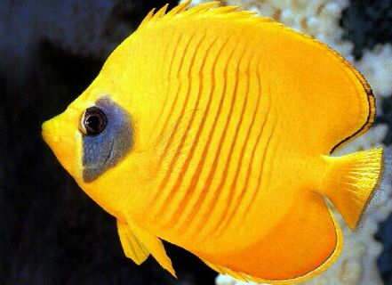 海洋海底小百科,海洋小百科海洋生物