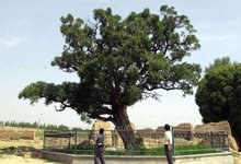 樊梨花生平事迹20字,樊梨花生平事迹