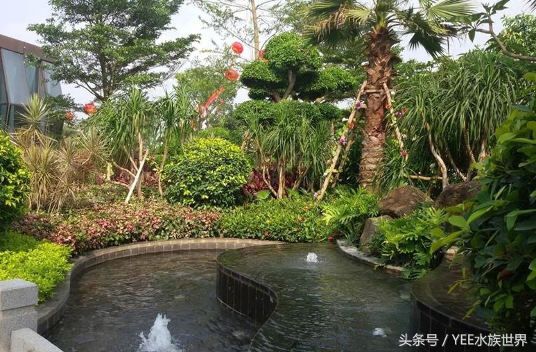 小池塘古法养鱼,古法养鱼小池塘