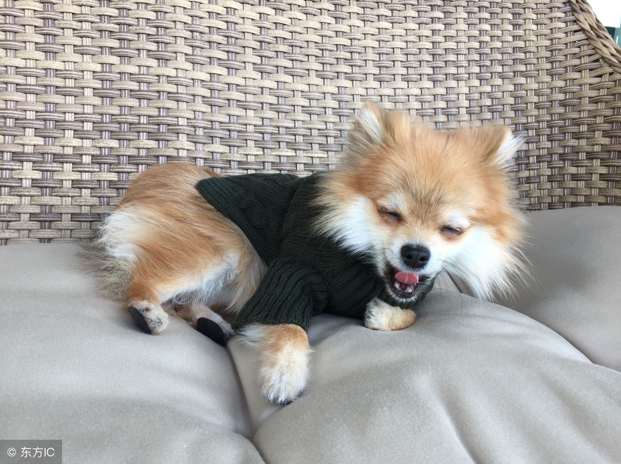 怎么教狗狗定点小便,狗狗小便带血怎么治