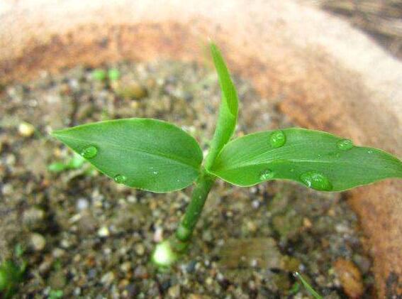 阳台生姜种植视频教程,阳台盆栽生姜种植