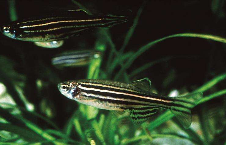 斑马鱼有什么特别的特点,斑马鱼要注意什么