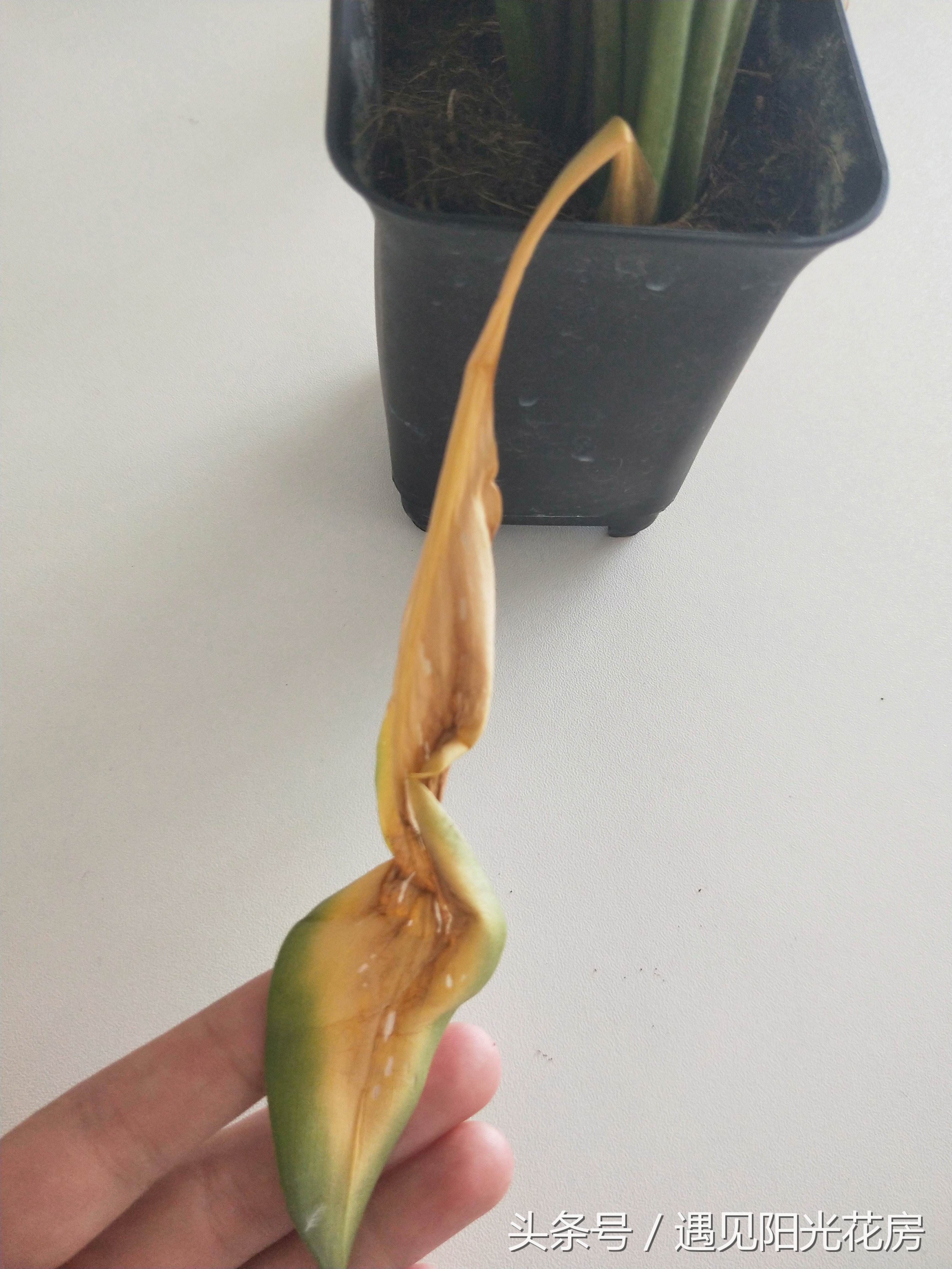 马蹄莲土培怎么养护,马蹄莲的养殖方法和注意事项水培