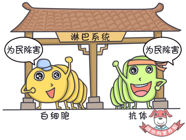 足贴减肥可信吗,足贴真的能排毒瘦身吗