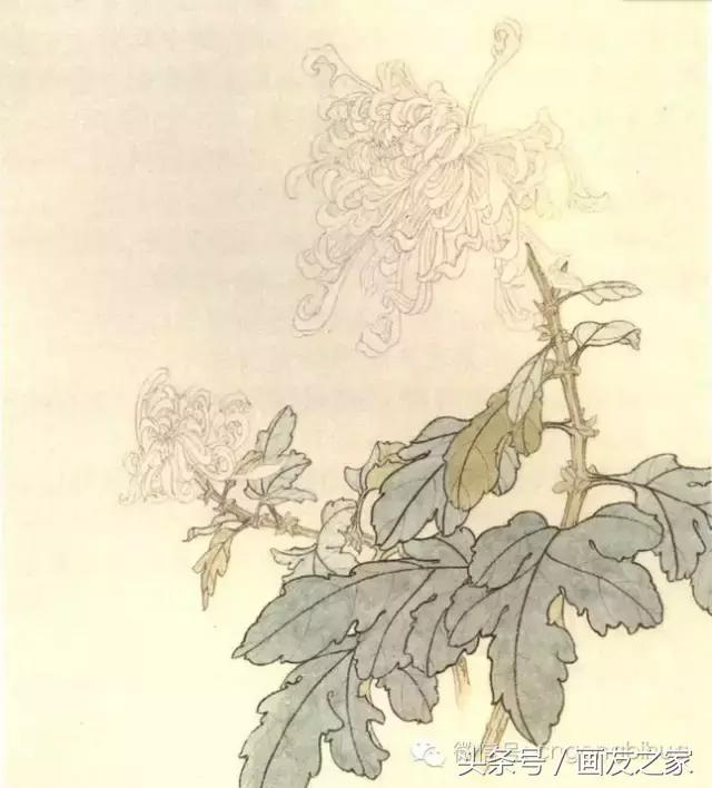 国画工笔菊花的画法视频,线描菊花画谱