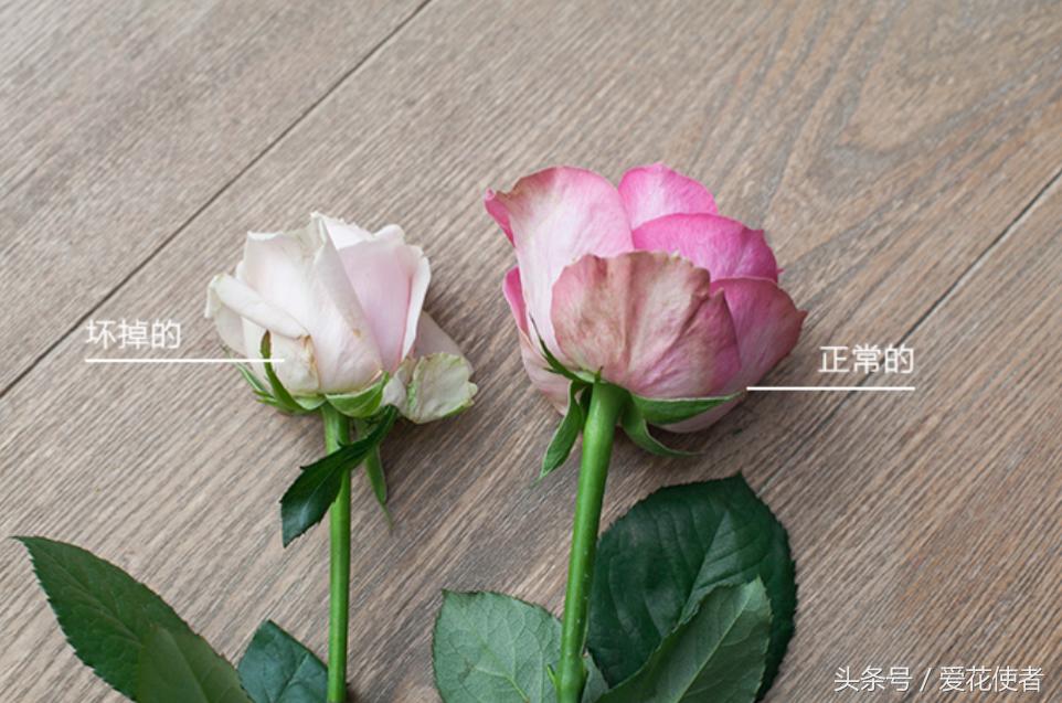 “七招”教你挑选一株完美的玫瑰花!