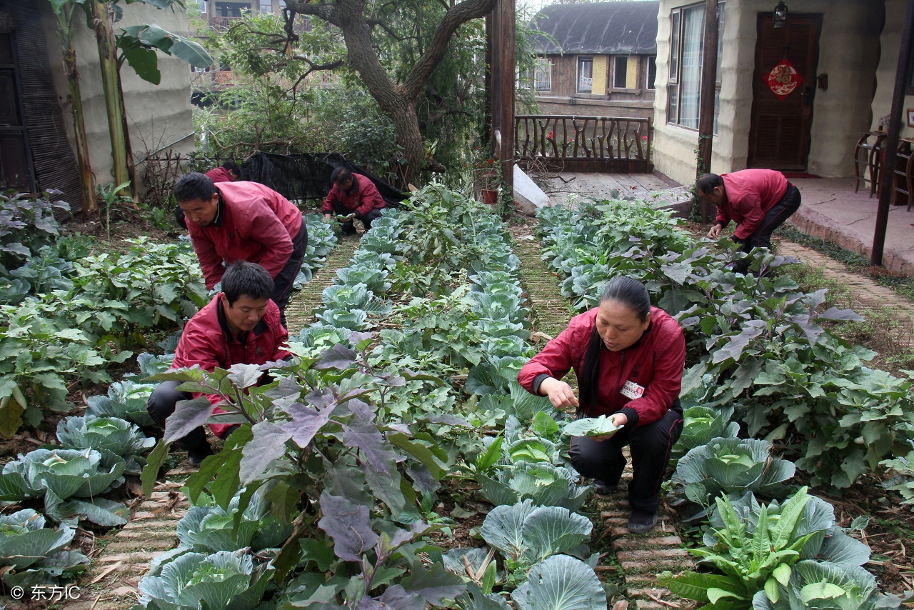 青菜生虫用什么药杀虫效果最好,青菜上的虫子不用农药怎样消灭