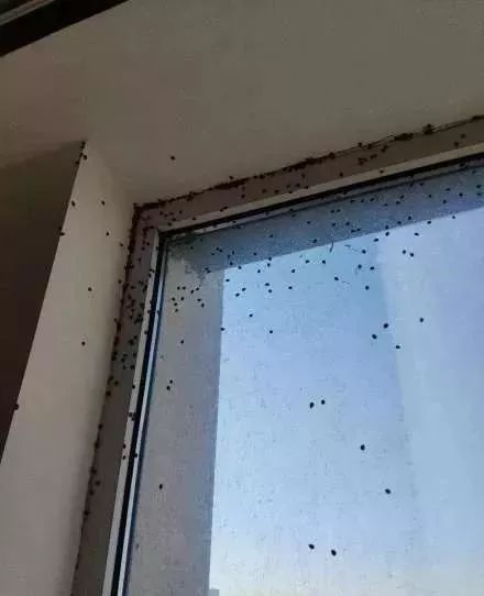 健康｜“花大姐”入侵四平，咬人有毒吗？过敏体质要注意这些……