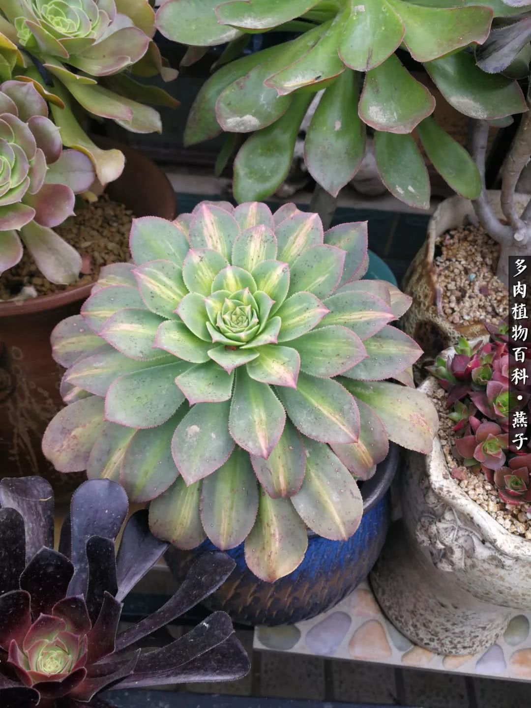 多肉法师什么季节摘心最好,多肉法师全锦好吗