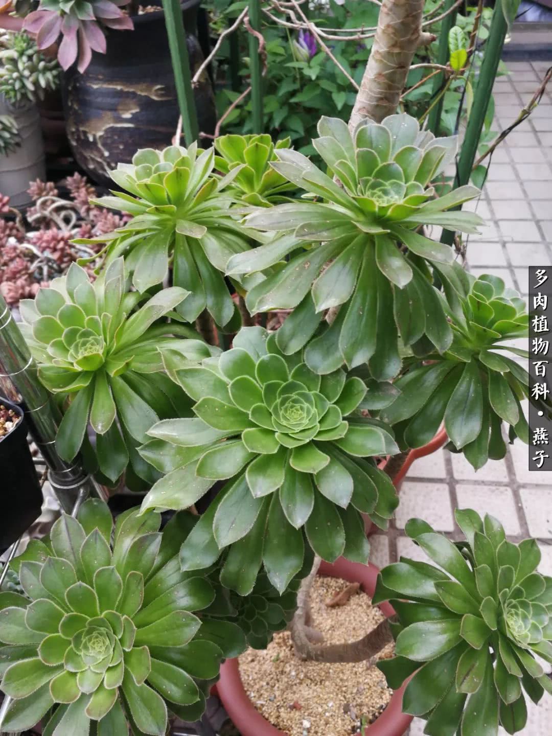 多肉法师什么季节摘心最好,多肉法师全锦好吗