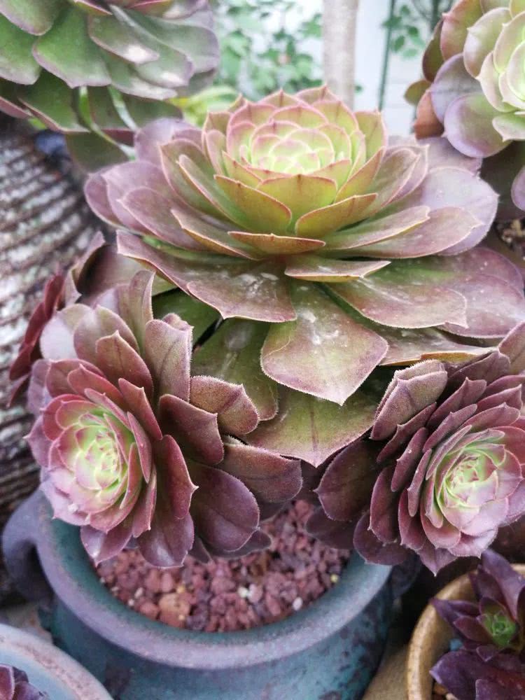 多肉法师什么季节摘心最好,多肉法师全锦好吗