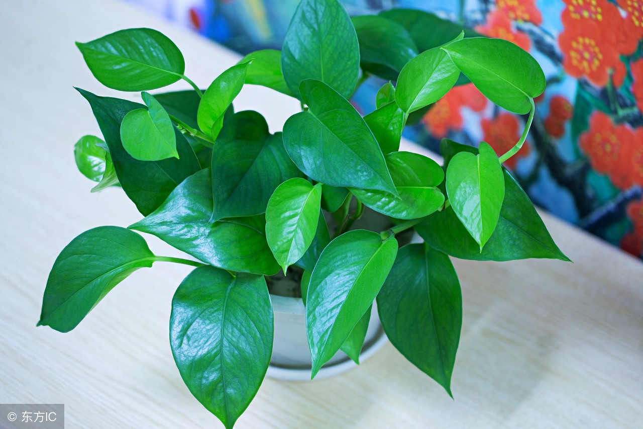 绿萝必须放室内养吗风水,绿萝可以放卧室养殖吗