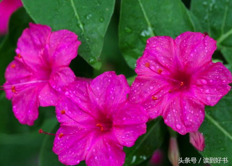 各种花的寓意及花语代表爱,黄玫瑰代表着哪些花语和寓意