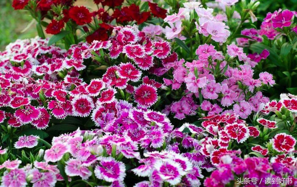 各种花的寓意及花语代表爱,黄玫瑰代表着哪些花语和寓意